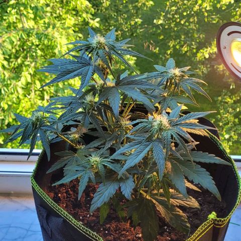 Watermelon Automatic growlog timeline photo