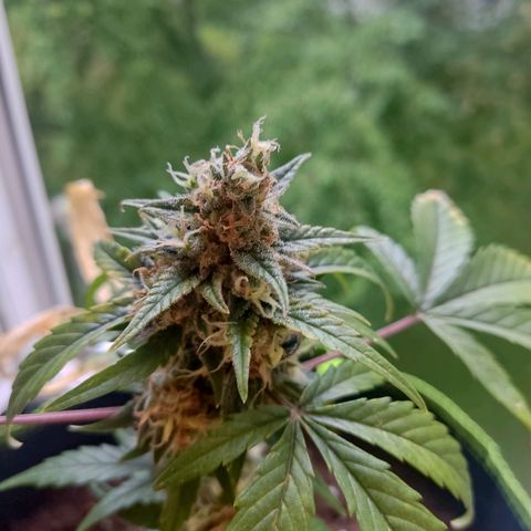 Auto White Widow growlog timeline photo