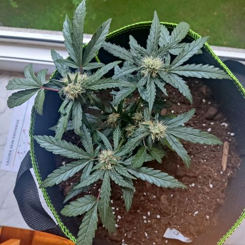 North Thunderfuck Auto growlog timeline photo