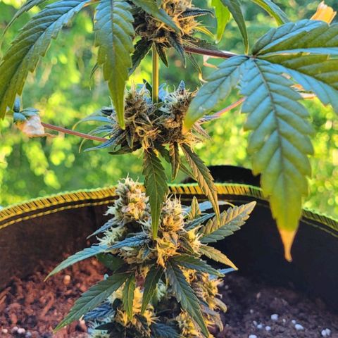Auto White Widow growlog timeline photo