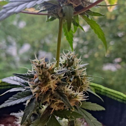 Auto White Widow growlog timeline photo