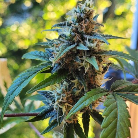 Auto White Widow growlog timeline photo