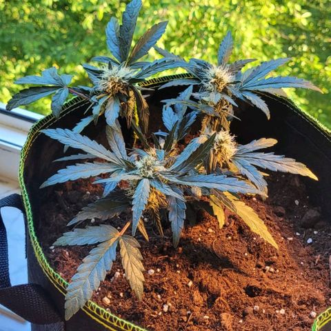 North Thunderfuck Auto growlog timeline photo