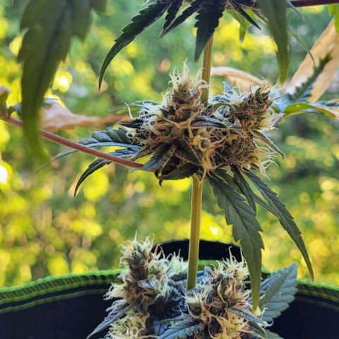Auto White Widow growlog timeline photo
