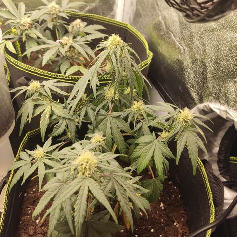 Watermelon Automatic growlog timeline photo
