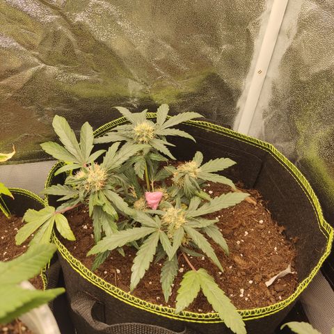 North Thunderfuck Auto growlog timeline photo