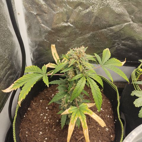 Auto White Widow growlog timeline photo