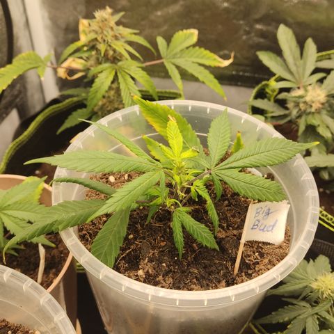 Big Bud growlog timeline photo