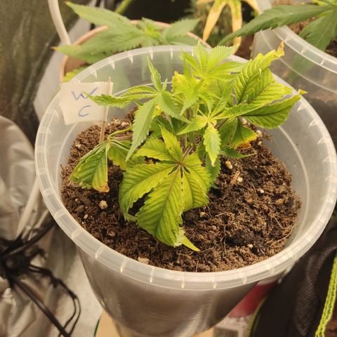 Watermelon Candy growlog timeline photo
