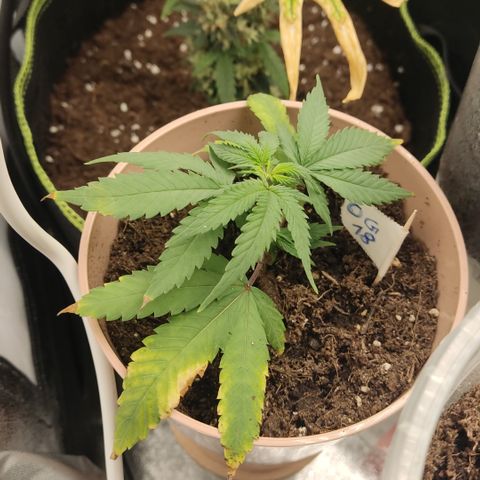 OG18 growlog timeline photo