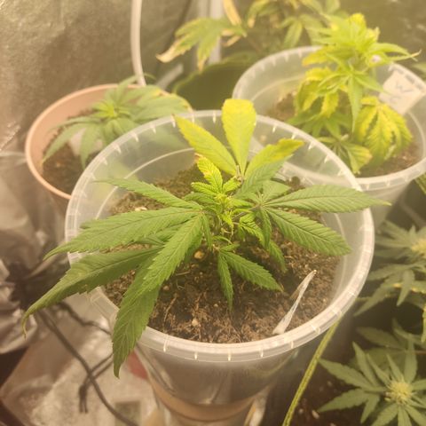 Big Bud growlog timeline photo