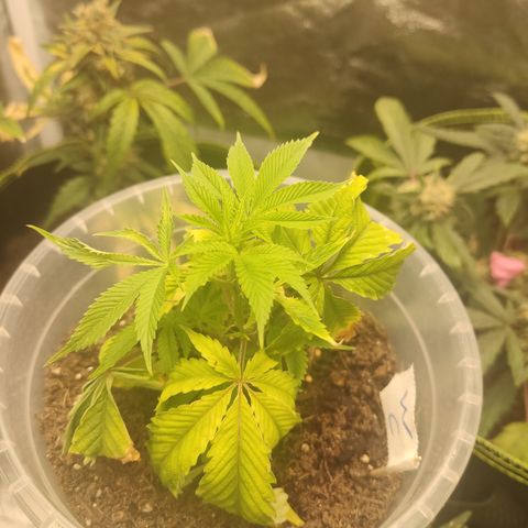 Watermelon Candy growlog timeline photo