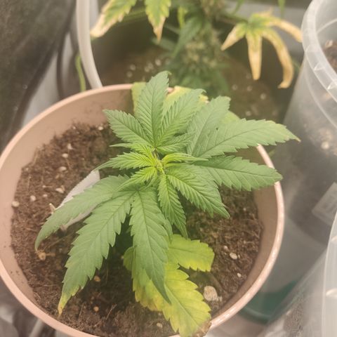 OG18 growlog timeline photo