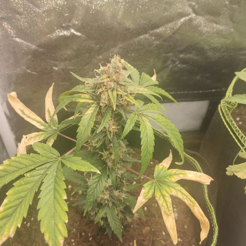 Auto White Widow growlog timeline photo