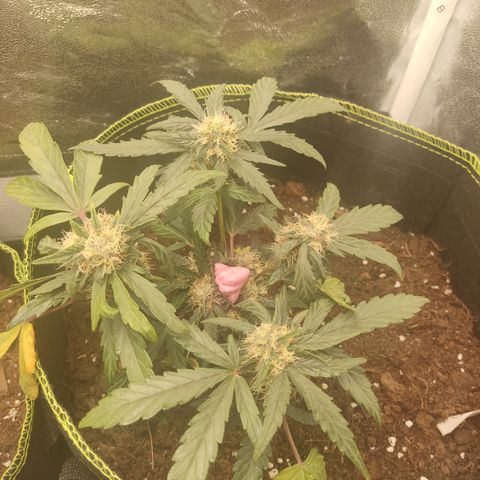 North Thunderfuck Auto growlog timeline photo