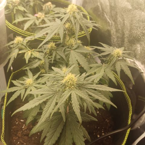 Watermelon Automatic growlog timeline photo