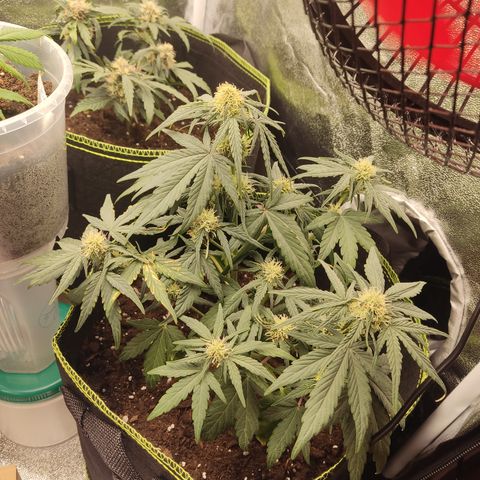 Watermelon Automatic growlog timeline photo