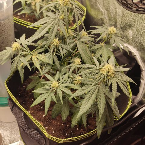 Watermelon Automatic growlog timeline photo