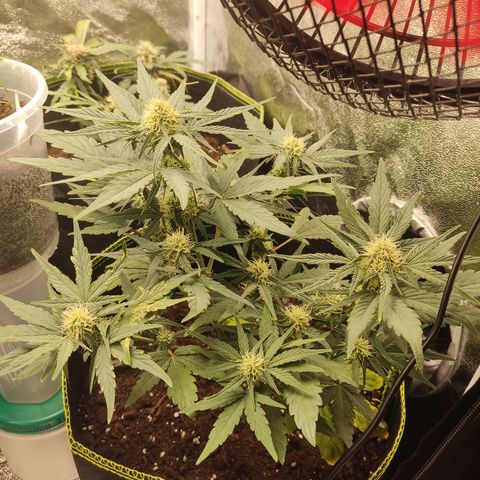 Watermelon Automatic growlog timeline photo