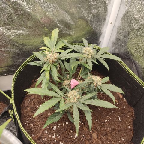 North Thunderfuck Auto growlog timeline photo