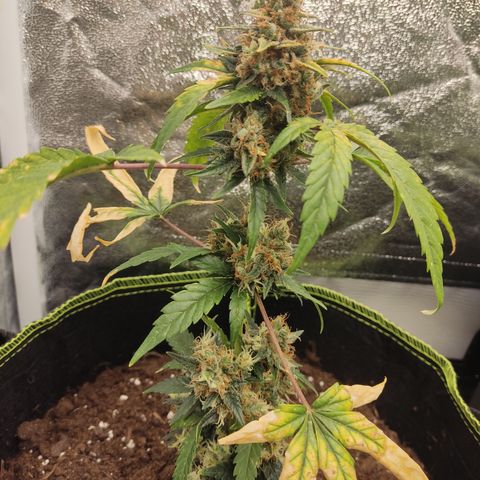 Auto White Widow growlog timeline photo