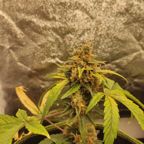 Auto White Widow growlog timeline photo