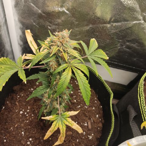 Auto White Widow growlog timeline photo