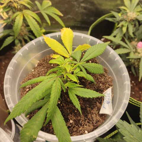 Big Bud growlog timeline photo