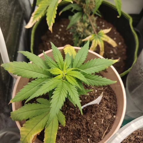 OG18 growlog timeline photo