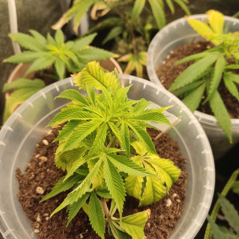 Watermelon Candy growlog timeline photo