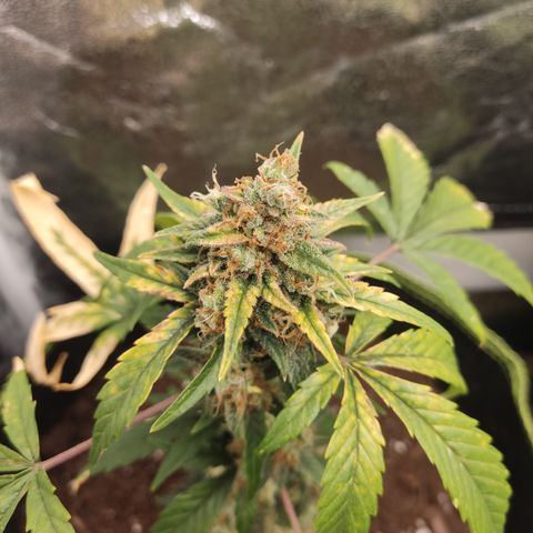 Auto White Widow growlog timeline photo