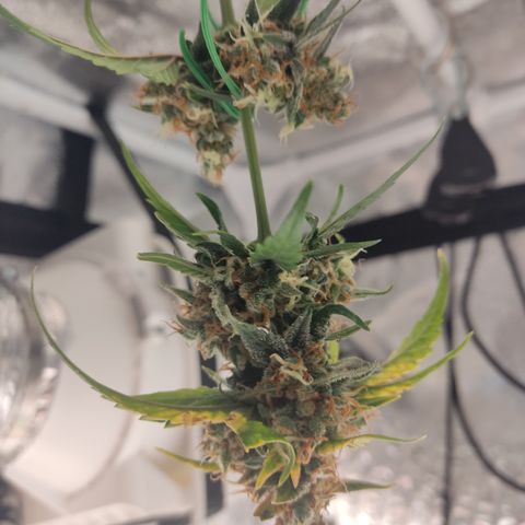 Auto White Widow growlog timeline photo