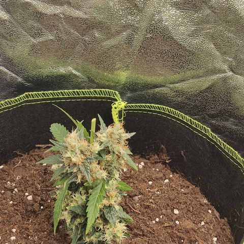 Auto White Widow growlog timeline photo