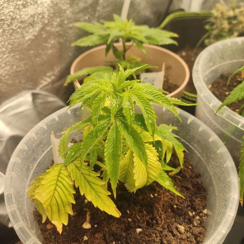 Watermelon Candy growlog timeline photo