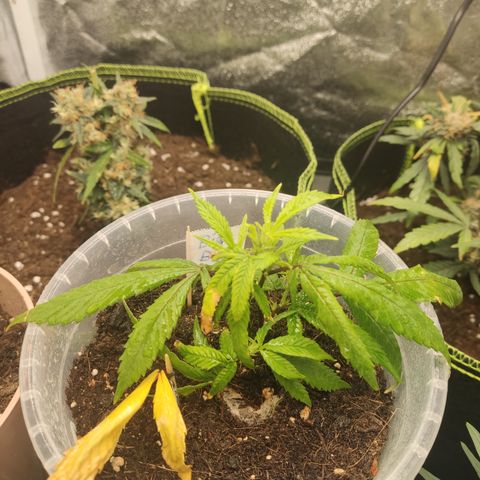 Big Bud growlog timeline photo