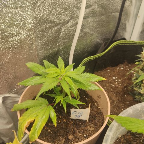OG18 growlog timeline photo