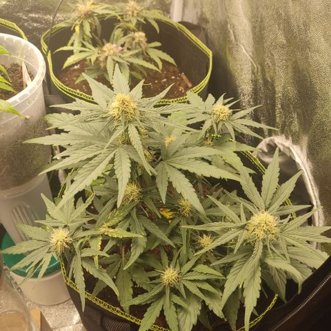 Watermelon Automatic growlog timeline photo