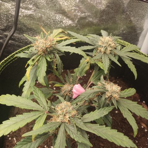 North Thunderfuck Auto growlog timeline photo