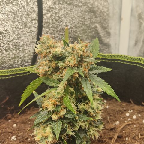 Auto White Widow growlog timeline photo