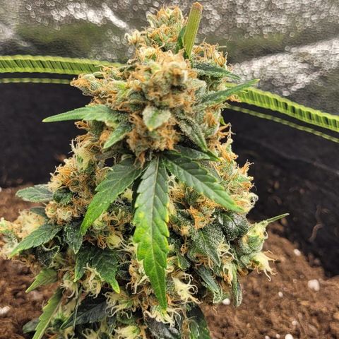 Auto White Widow growlog timeline photo