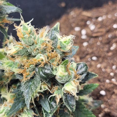 Auto White Widow growlog timeline photo