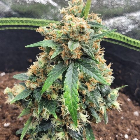 Auto White Widow growlog timeline photo