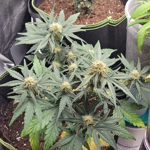 Watermelon Automatic growlog timeline photo