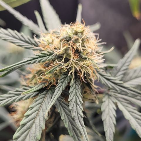 Watermelon Automatic growlog timeline photo