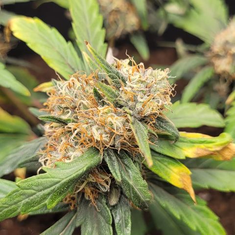 North Thunderfuck Auto growlog timeline photo