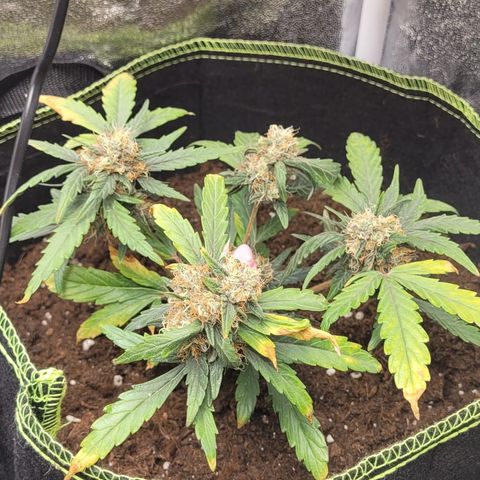 North Thunderfuck Auto growlog timeline photo