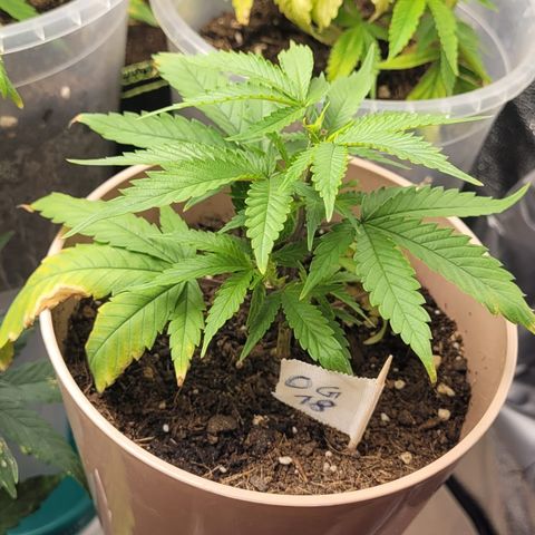 OG18 growlog timeline photo