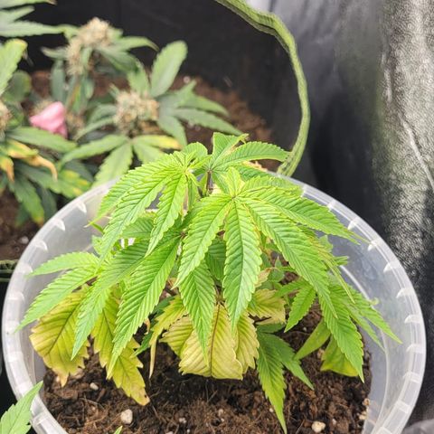 Watermelon Candy growlog timeline photo