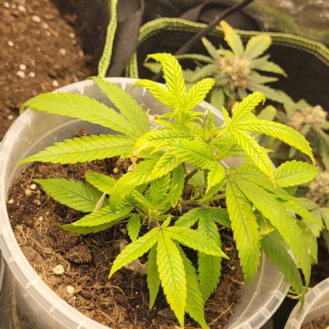 Big Bud growlog timeline photo