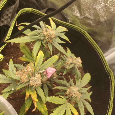 North Thunderfuck Auto growlog timeline photo